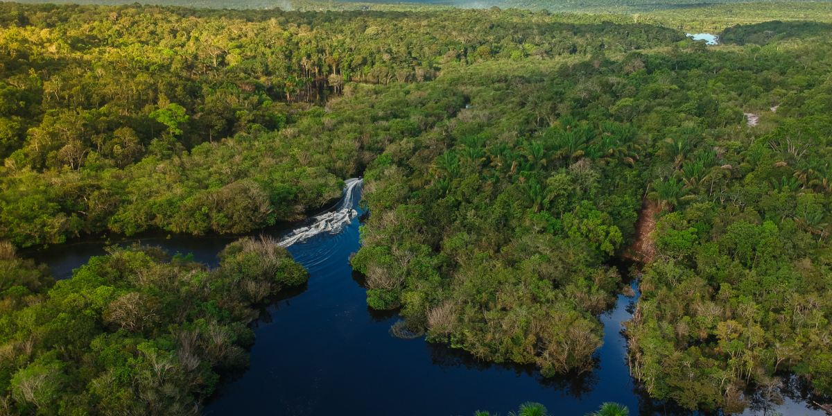 Dia da Amazônia: 12 Curiosidades