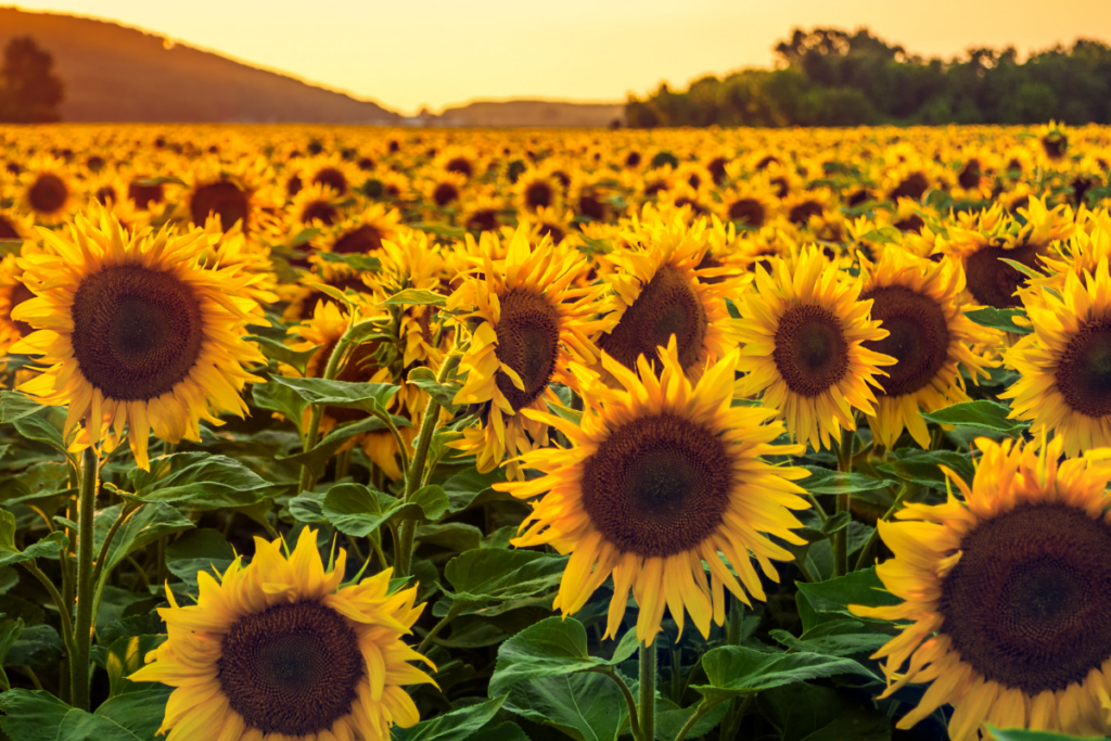 Quais são as 5 Flores Mais Procuradas