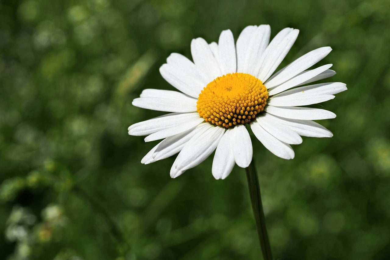 Margaridas