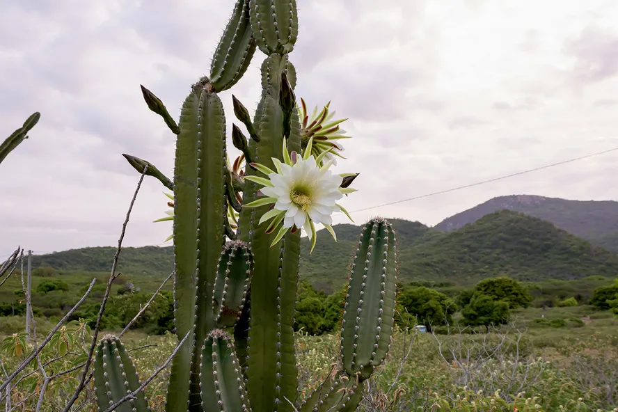 como fazer o cacto florir?