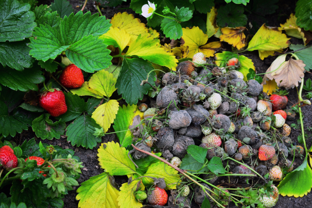 Como Cultivar Morangos Sem Que Eles Estraguem?