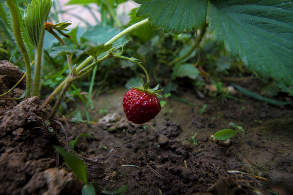 Como Cultivar Morangos Sem Que Eles Estraguem?