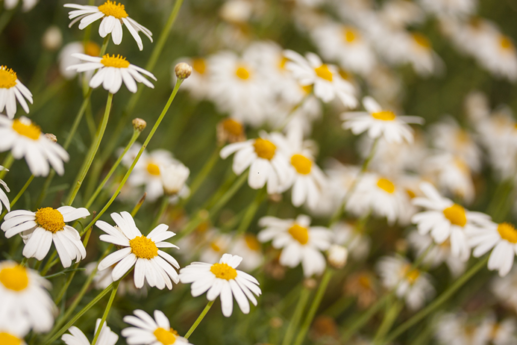 Como Plantar e Cultivar Margaridas