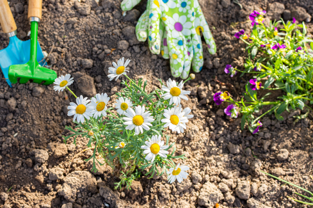 como plantar e cultivar margaridas