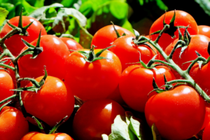 como-plantar-e-cultivar-tomates-em-cas