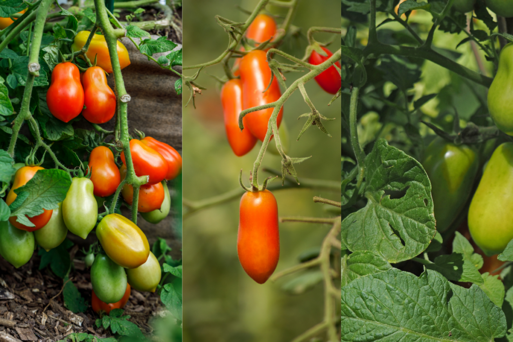 Como Plantar e Cultivar Tomates em Casa