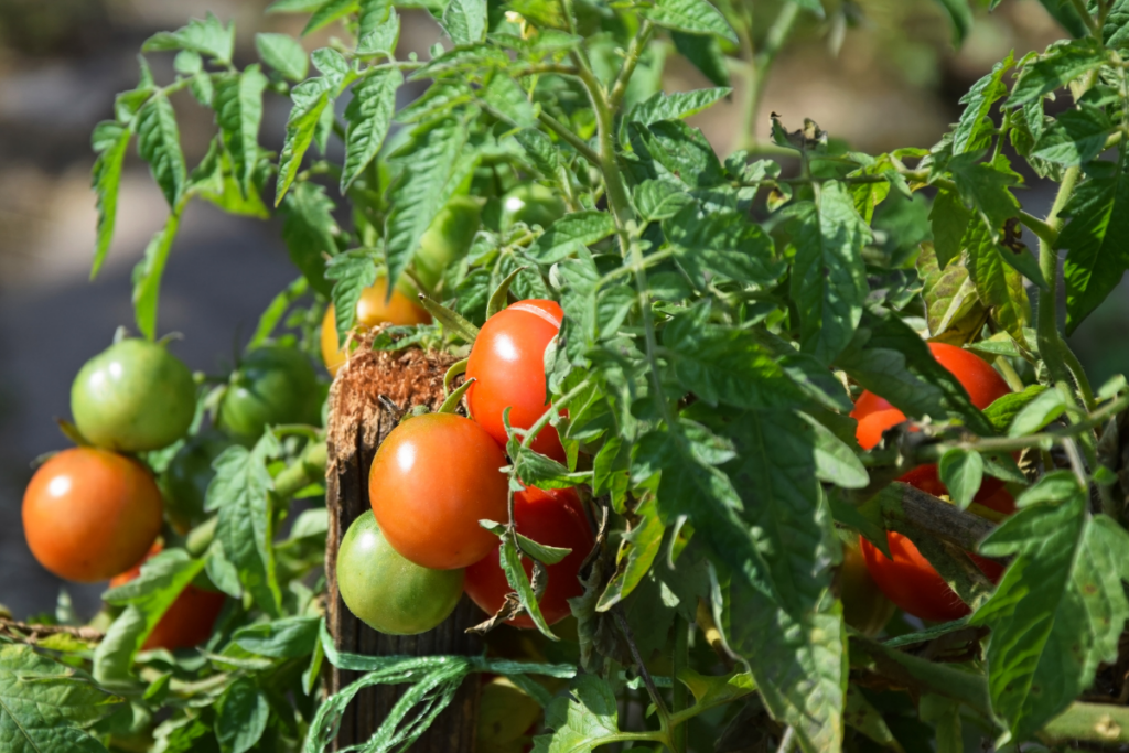 Como Plantar e Cultivar Tomates em Casa