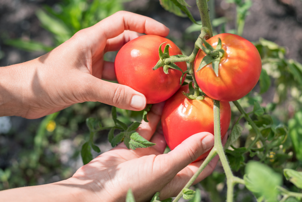 Como Plantar e Cultivar Tomates em Casa