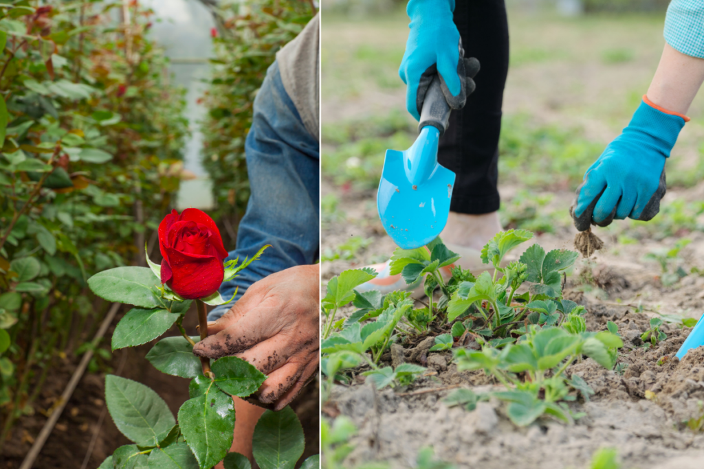 Como Cultivar Rosas