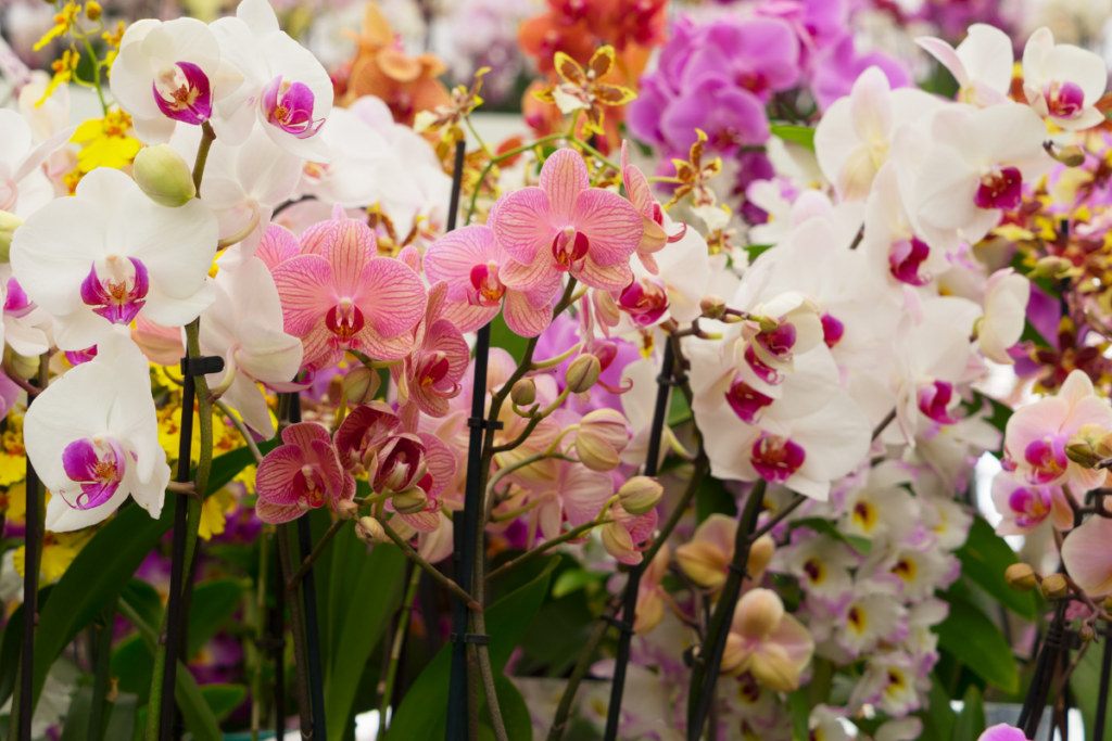 A História das Orquídeas