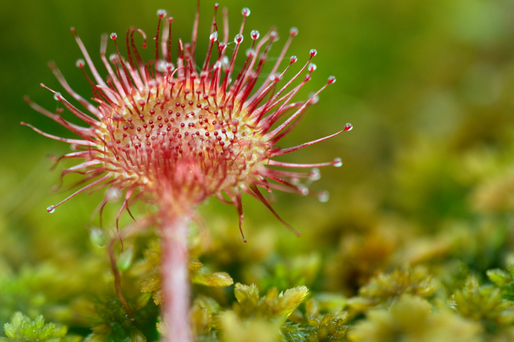 plantas carnivoras