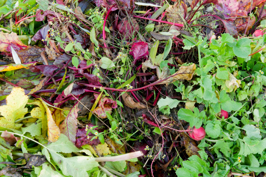 Do cultivo à mesa