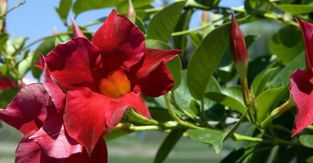 Mandevilla