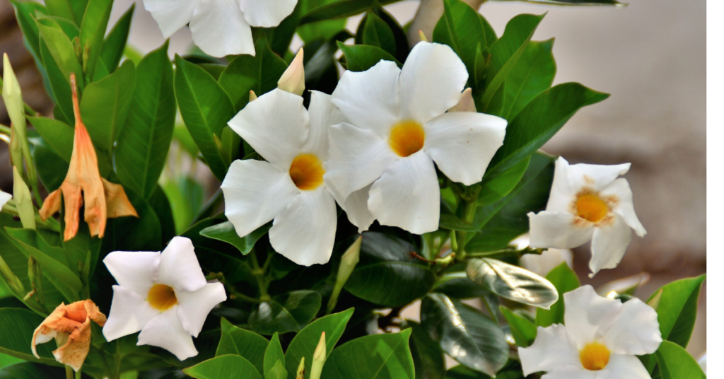 Mandevilla