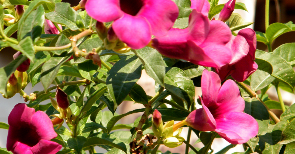 Mandevilla