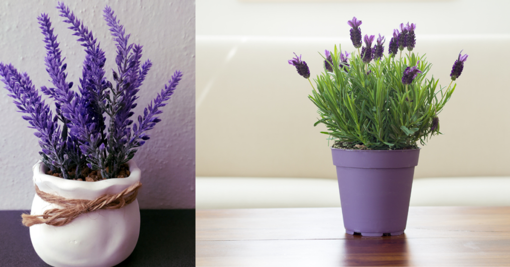 Plantas para Ambientes Internos