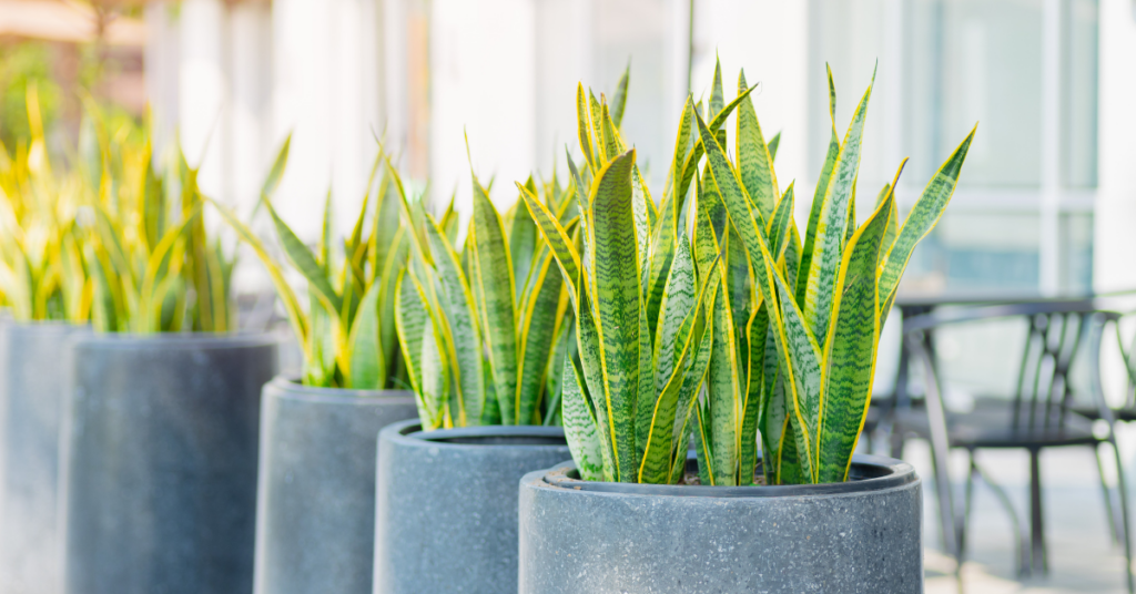 Plantas para Ambientes Internos