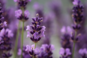 Lavandula dentata