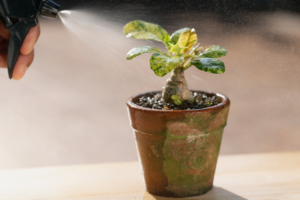 Tudo sobre Fertilizantes Naturais
