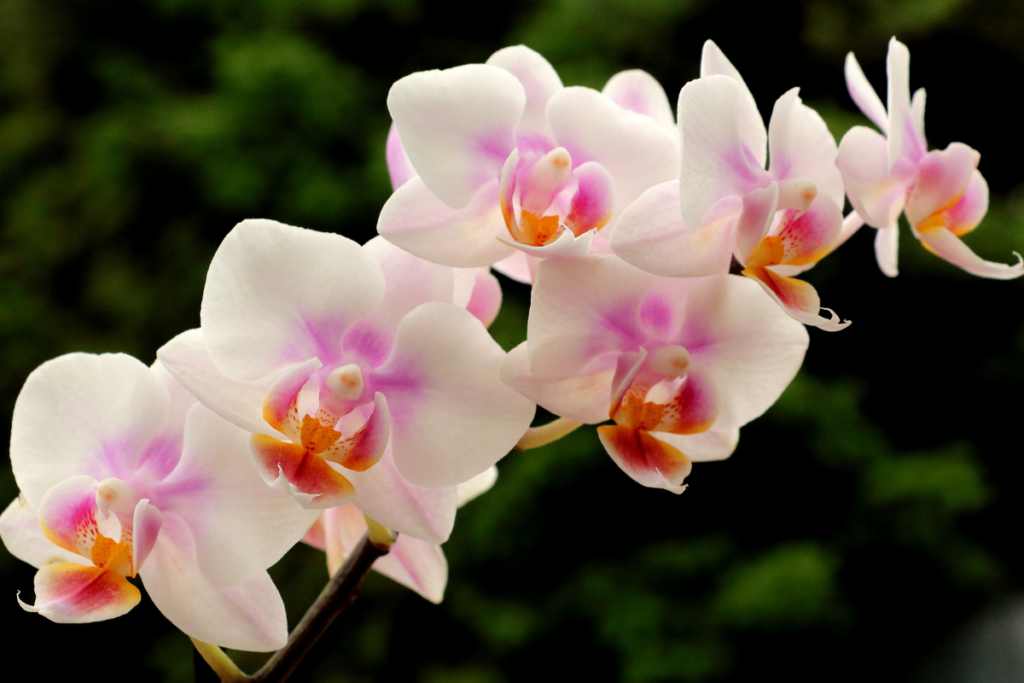 Como Cuidar de Orquídeas