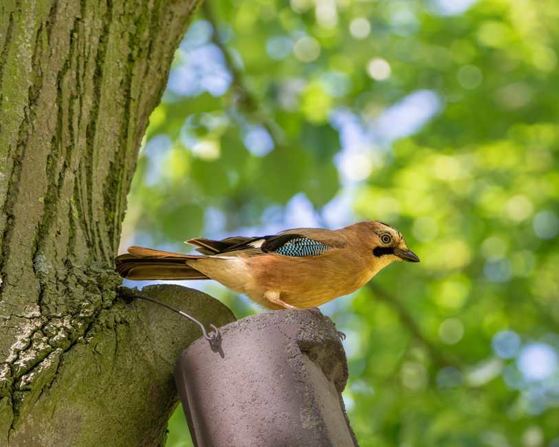Cultivo de Coentro em Casa
