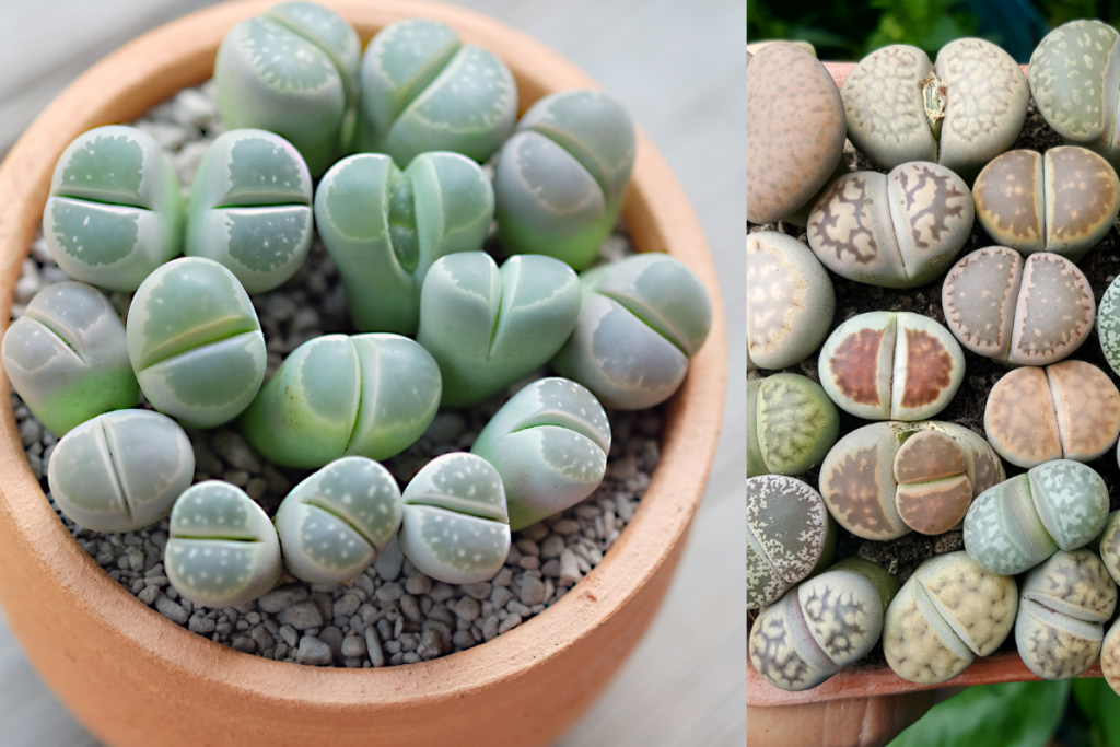 Plantas Raras e Exóticas