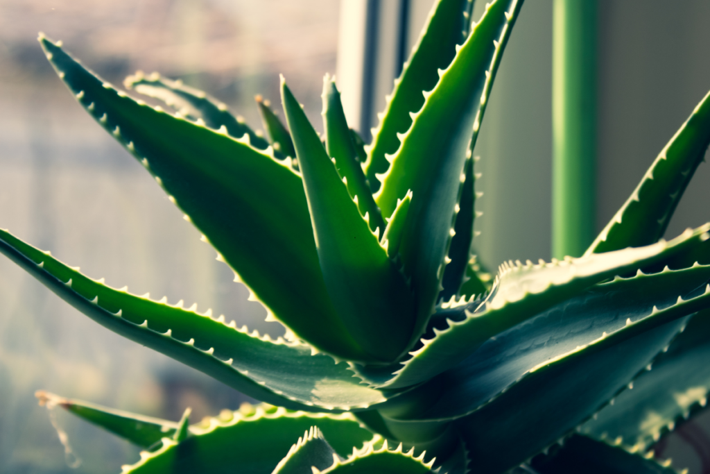 Plantas Medicinais para Ter em Casa