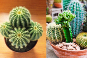 Cactos em Casa