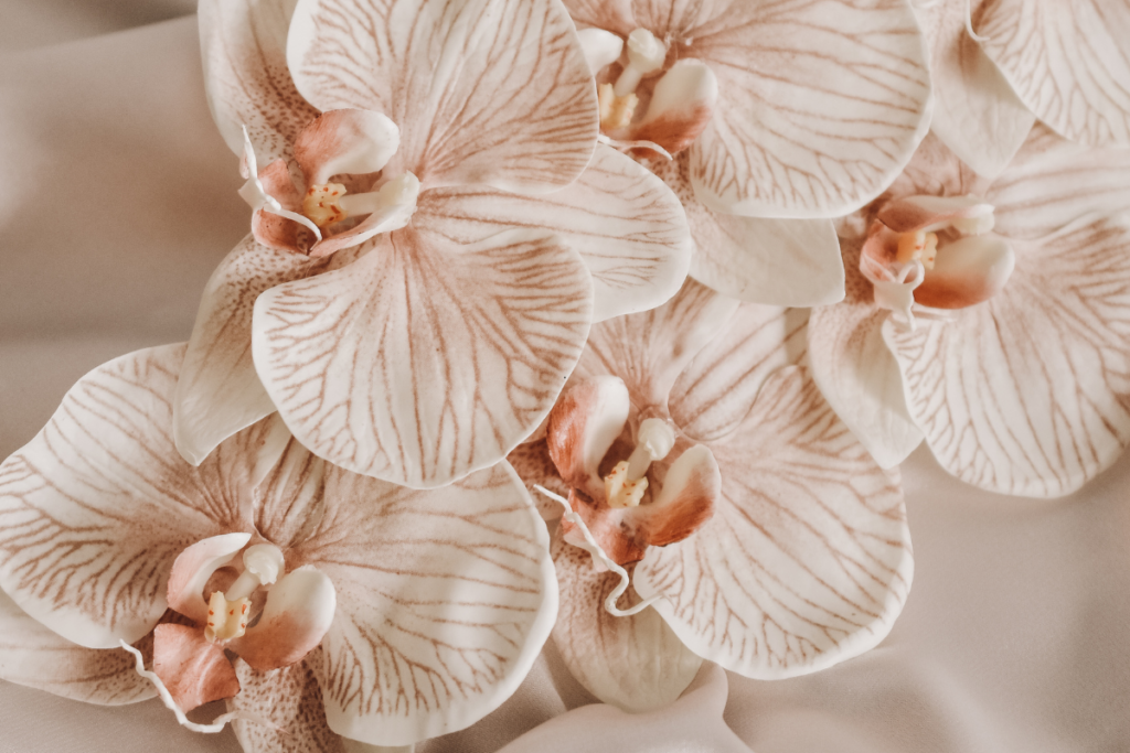Como Cuidar de Orquídeas