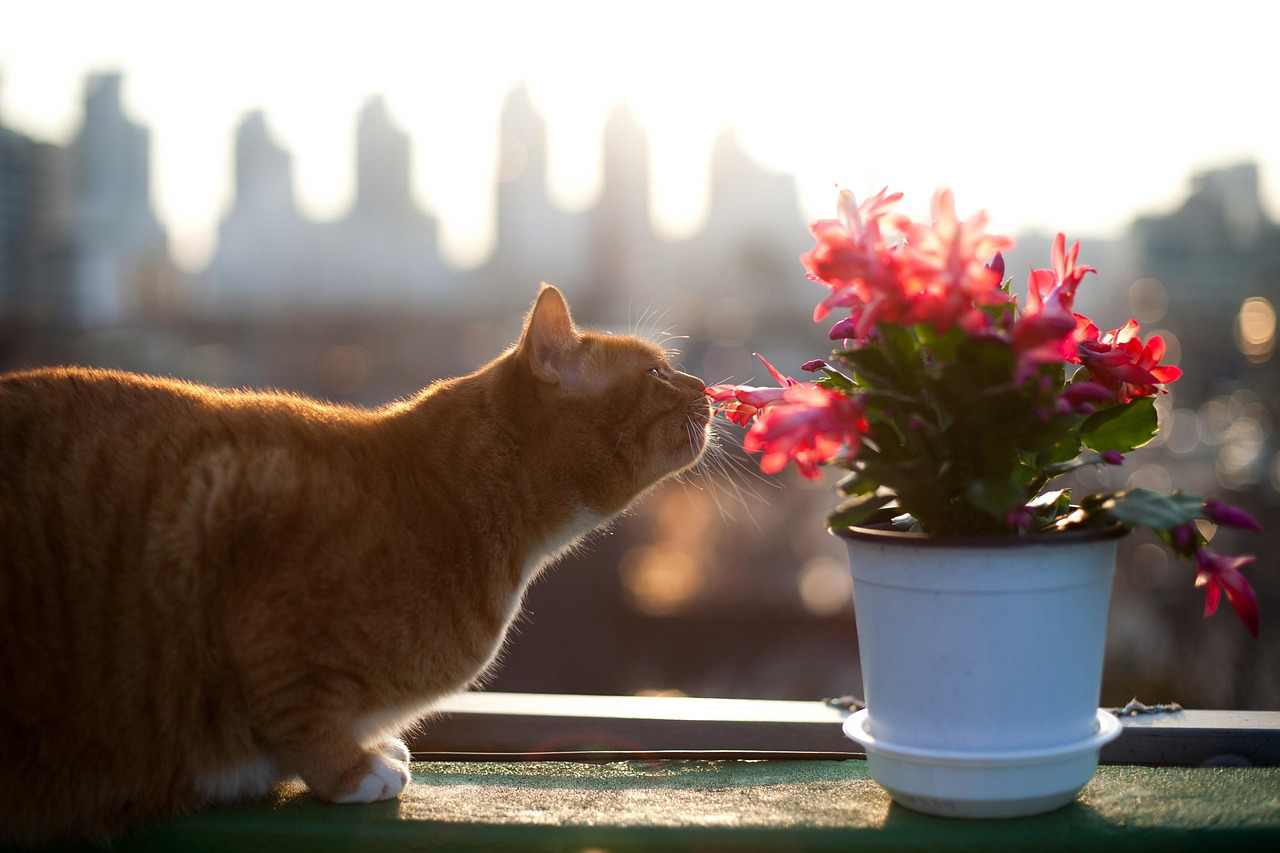 como-fazer-mudas-de-rosas
