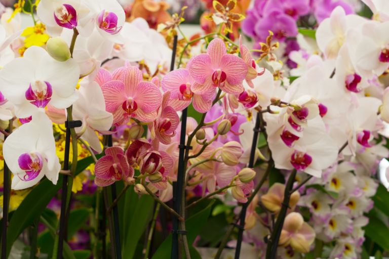 Como Cuidar de Orquídeas