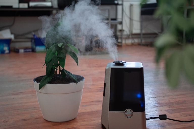 Plantas que Absorvem Umidade