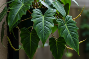Como fazer planta crescer forte