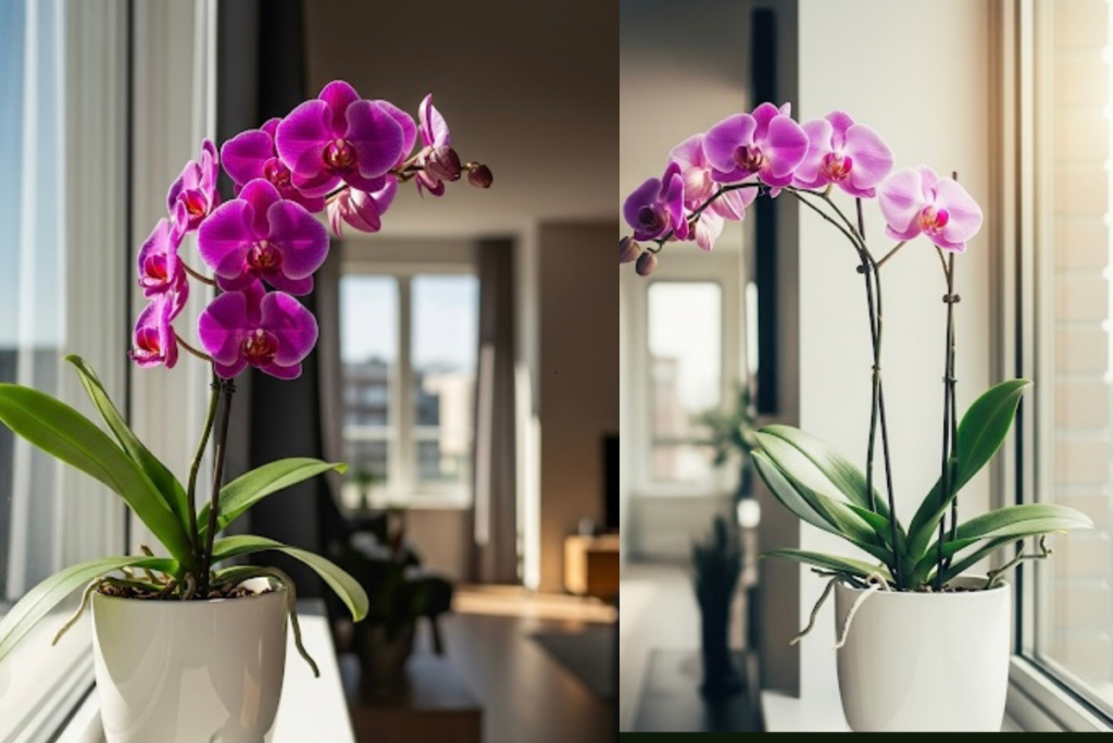 Como Cuidar de Orquídeas em Apartamento Pequeno: Dicas Infalíveis para Ter Flores Lindas em Espaços Reduzidos